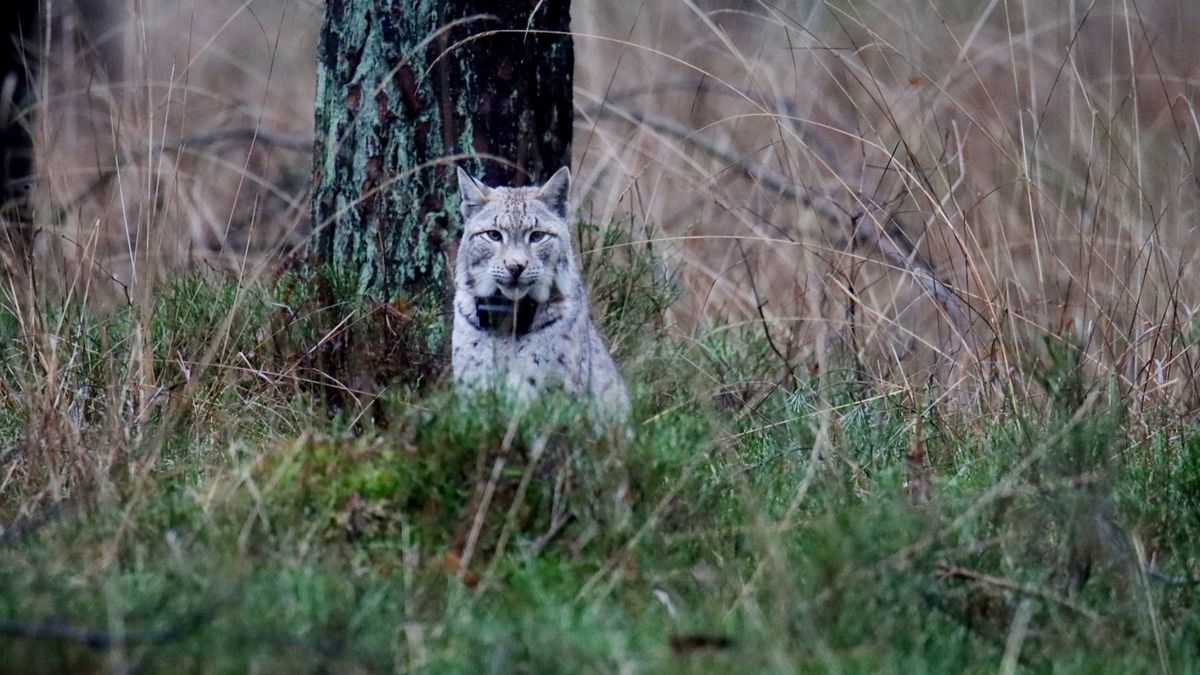 Pod Złotowem pojawiła się piękna rysica