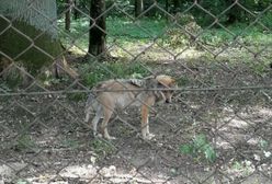 Turystka krytykuje rezerwat w Białowieży. Dyrektor odpowiada na jej zarzuty