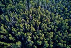 Białowieski Park Narodowy. Spotkanie z żubrem i lasem pierwotnym