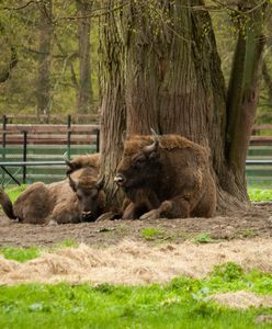 Puszcza Białowieska. Najstarszy las w Polsce i jego naturalne bogactwa