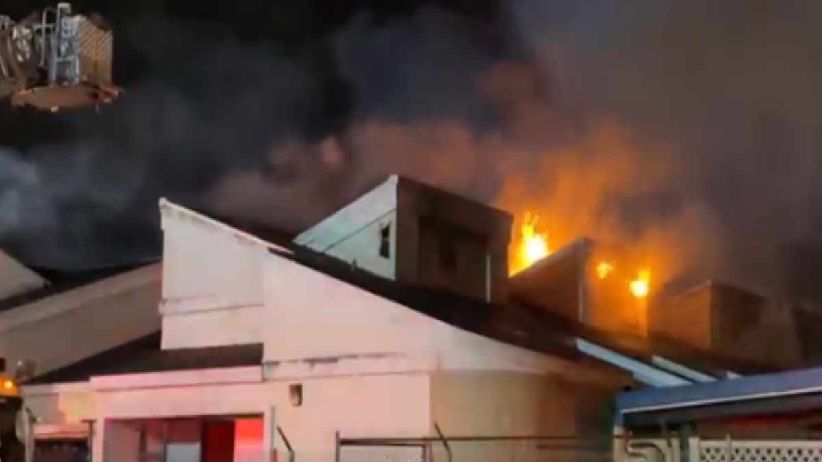 Nie wszystkie zwierzęta udało się uratować z pożaru. Ich opiekunowie są zrozpaczeni 