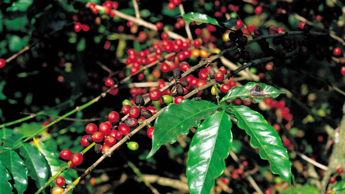 Zbiory kawy będą znacznie niższe. 30 proc. drzew zniszczonych. Cena idzie w górę