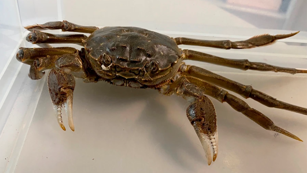 Do mieszkania kobiety dostał się gigantyczny intruz