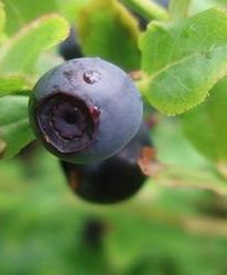 Kary za mechaniczne zbieranie jagód