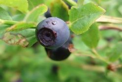 Kary za mechaniczne zbieranie jagód