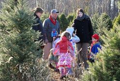 Mniejszy popyt na żywe choinki