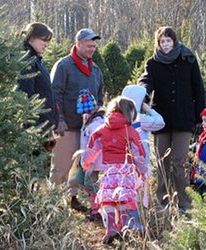 Mniejszy popyt na żywe choinki