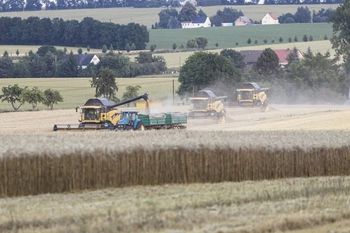 Mokre żniwa i pogodowe huśtawki – co czeka polskie zboża. Komentarz eksperta