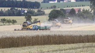 Mokre żniwa i pogodowe huśtawki – co czeka polskie zboża. Komentarz eksperta