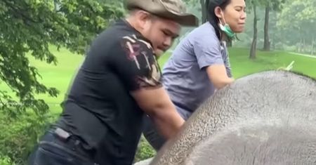 Tak reanimuje się słonicę. Nagranie wideo z Tajlandii