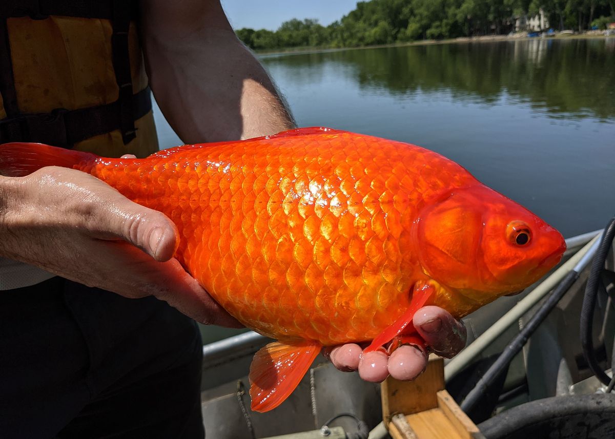 W Burnsville wyłowiony ogromnych rozmiarów złote rybki