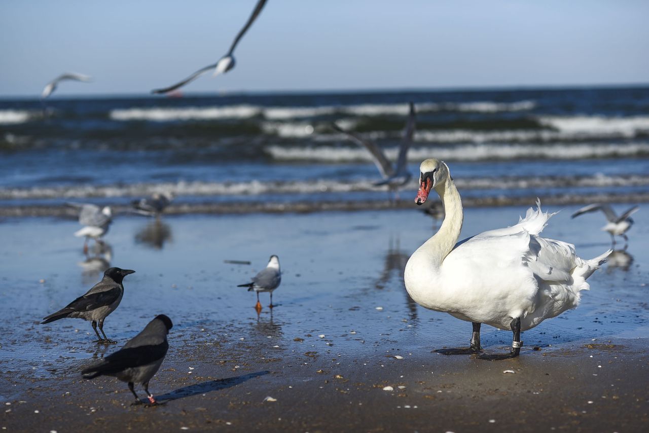 Przebywając na plaży czy w okolicach zbiorników wodnych, należy pamiętać, że żyłki, haczyki i ciężarki wędkarskie to także śmieci i to niebezpieczne