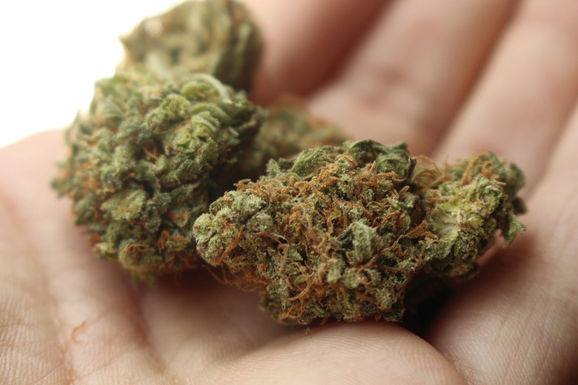 Marihuana