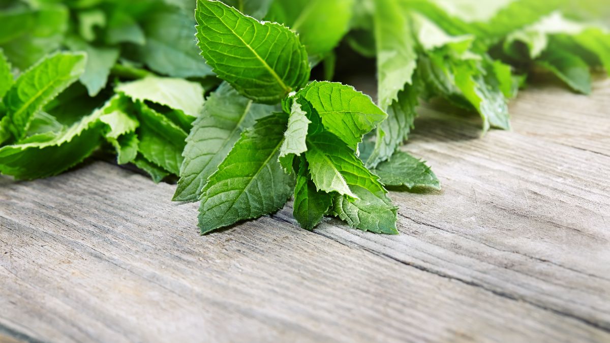 peppermint on wooden table
olena boronchuk
peppermint, oil, plant, closeup, isolated, foliage, natural, spice, green, white, essential, herbal, aroma, organic, leaf, flavor, fragrant, aromatic, light, fragrance, gardening, spearmint, medicine, vegetable, macro, balm, flora, healthy, garden, color, herb, ingredient, wooden, background, fresh, nature, detail, food, aromatherapy, mint, menthol, raw, freshness, peppermint, oil, plant, closeup, isolated, foliage, natural, spice, green, white, essential, herbal, aroma, organic, leaf, flavor, fragrant, aromatic, light, fragrance, gardening, spearmint, medicine, vegetable, macro, balm, flora, healthy, garden, color, herb, ingredient, wooden, background, fresh, nature, detail, food, aromatherapy, mint, menthol, raw, freshness