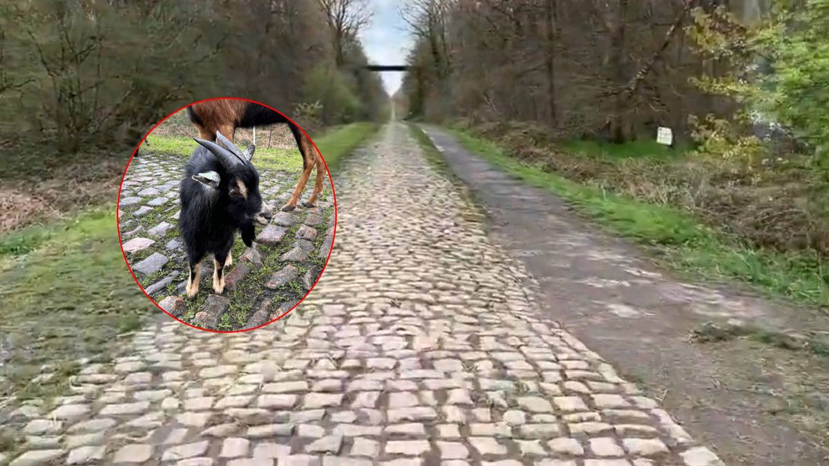 Twitter / Na zdjęciu: trasa wyścigu Paryż-Roubaix