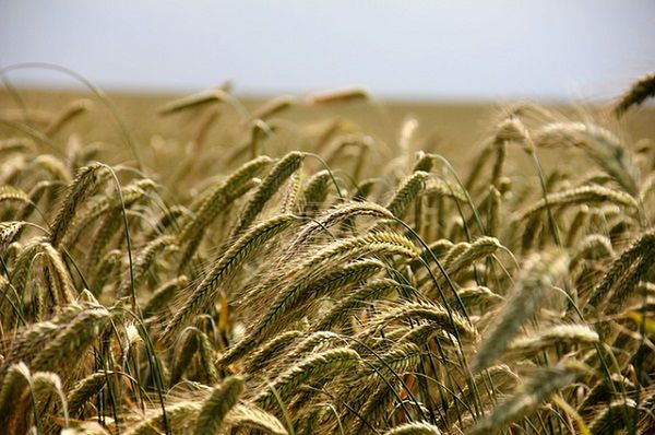 Nowe trendy w dolistnym dokarmianiu zbóż ozimych