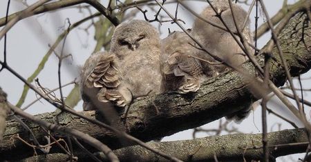 Młode puszczyki w Ogrodzie Saskim. To ptaki, które są pod ścisłą ochroną