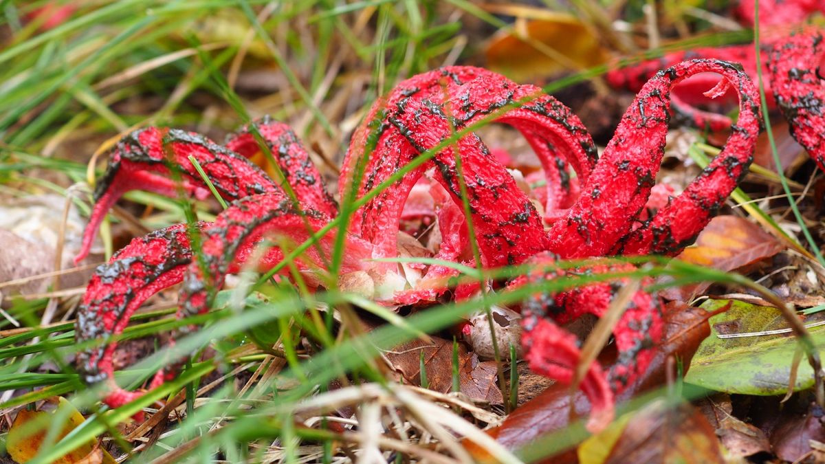Okratki australijskie bardzo łatwo poczuć ze względu na wydzielany zapach padliny wabiący owady