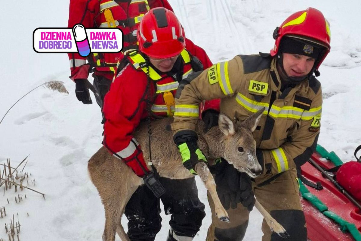 Utknęła na cienkim lodzie. Nie mogła się ruszyć. Służby ruszyły na ratunek