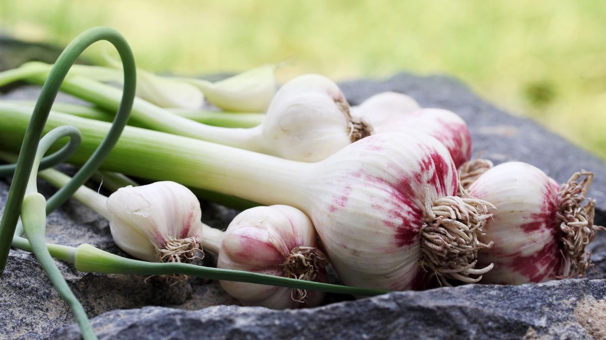 Wartości zdrowotne kiełkującego czosnku (WIDEO)