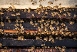 Szczepionki dla pszczół. Nadzieja na ratunek pożytecznych owadów