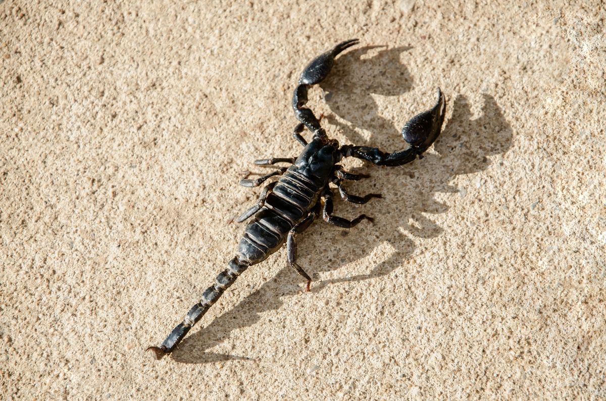 Skorpion, zdjęcie ilustracyjne 