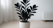 Zamioculcas Raven. Sekrety czarnej wersji ZZ