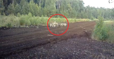 "Zobaczcie to nagranie". Kadry z lasu wywołały poruszenie