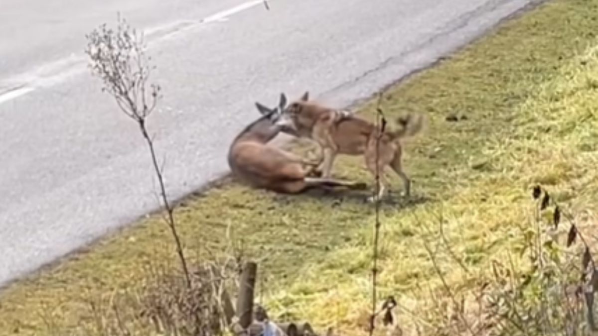 Atak wilka na Słowacji.