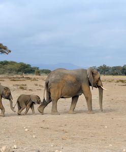 Wszystkie słonie na świecie zagrożone wyginięciem. Naukowcy biją na alarm