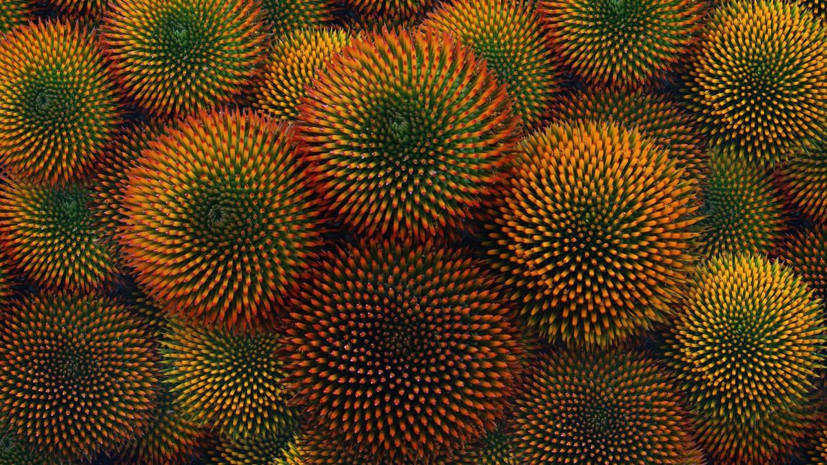 Echinacea wzmacnia układ odpornościowy.