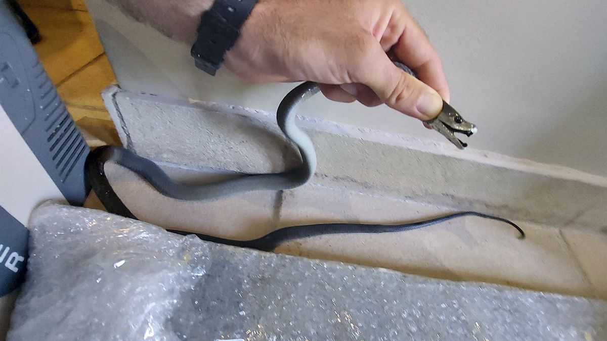 Za jednym z pudełek czaiła się czarna mamba