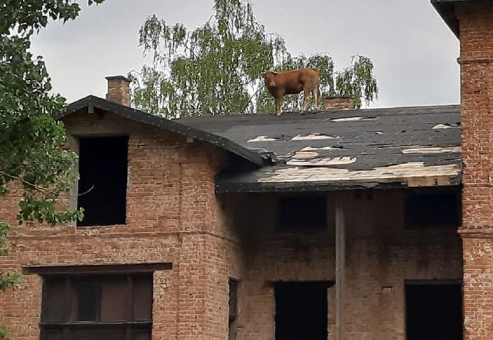 Krowa na dachu. Druhowie OSP dostali nietypowe zgłoszenie