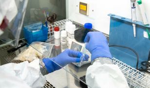 Nowy wariant koronawirusa Omikron w Polsce? Zlecono badania