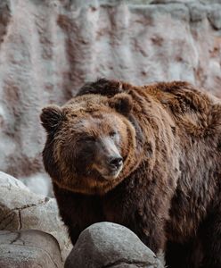 Irak. Tragedia w zoo. Niedźwiedź odgryzł dziecku rękę