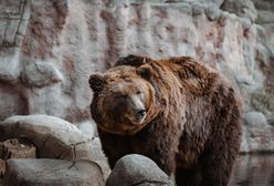 Irak. Tragedia w zoo. Niedźwiedź odgryzł dziecku rękę