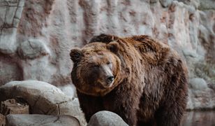 Irak. Tragedia w zoo. Niedźwiedź odgryzł dziecku rękę