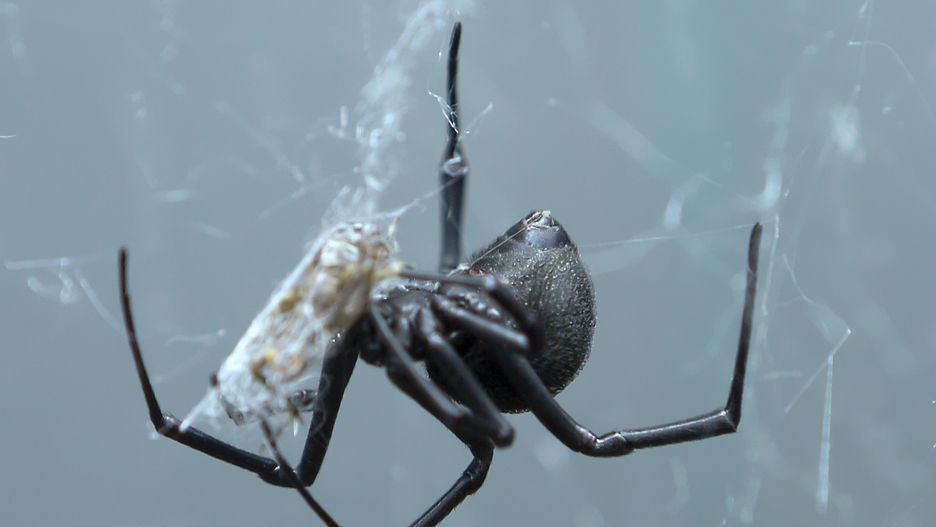 Spotkanie z tym pająkiem może się wyjątkowo źle skończyć 