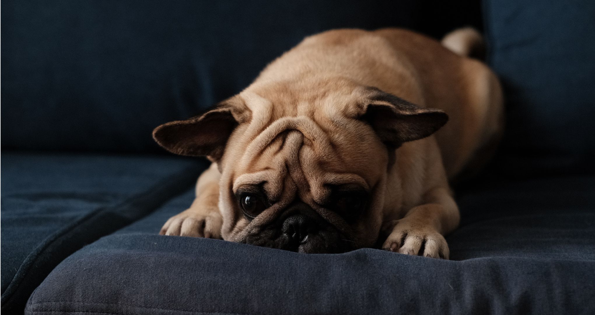 Mops, zabawny i towarzyski