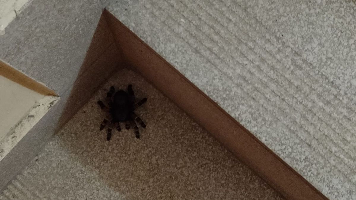 Mieszkaniec o swoim znalezisku powiadomił strażników