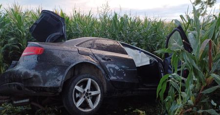Audi w polu kukurydzy. Mężczyzna nie żyje