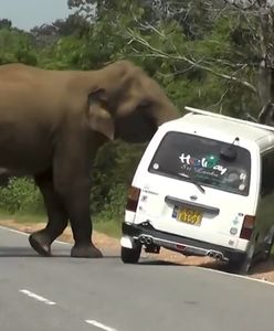 Słoń zaczął taranować auto. Przerażające nagranie ze Sri Lanki