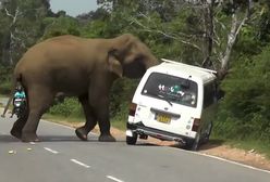 Słoń zaczął taranować auto. Przerażające nagranie ze Sri Lanki