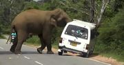 Słoń zaczął taranować auto. Przerażające nagranie ze Sri Lanki