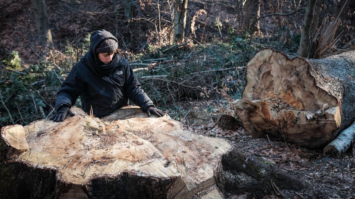 Aktywiści ruchu "Inicjatywa Dzikie Karpaty" zarzucają Lasom Państwowym oszustwo. Chodzi o wycięcie drzew o wymiarach pomnikowych w Puszczy Karpackiej. 