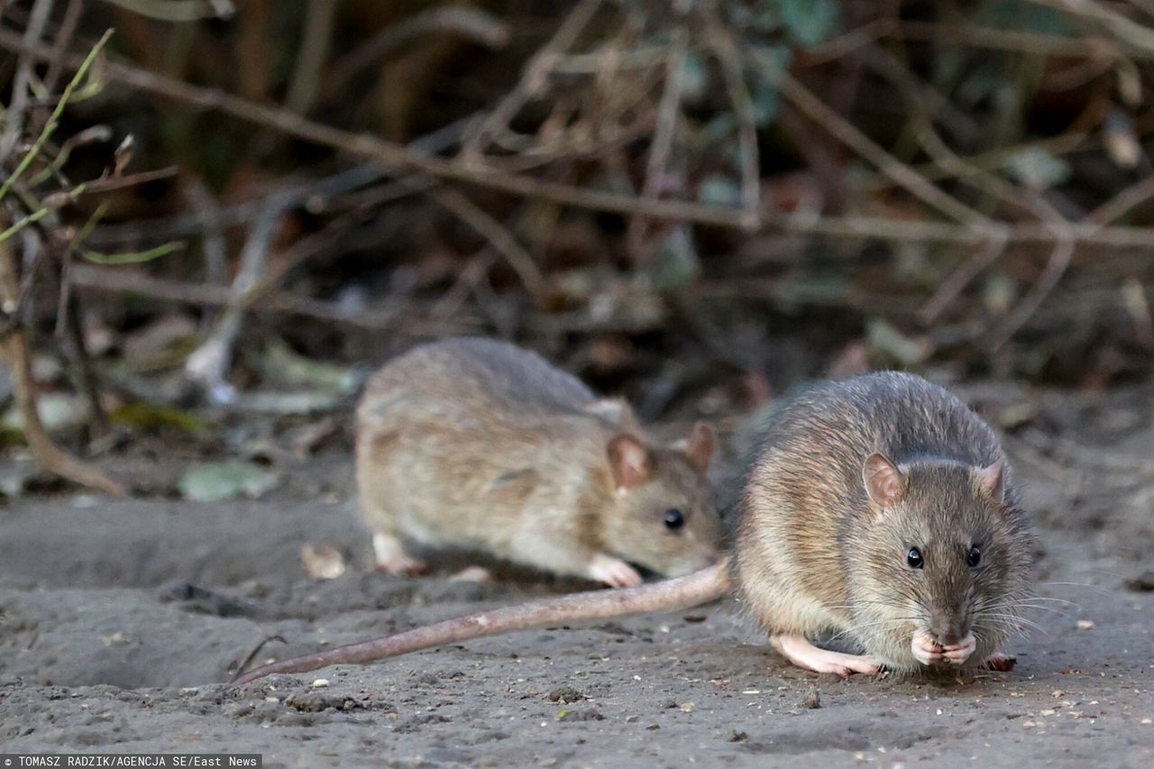 Szczurze gniazdo przy komisariacie we Wrocławiu. "Niedługo będą bardziej popularne niż krasnale"