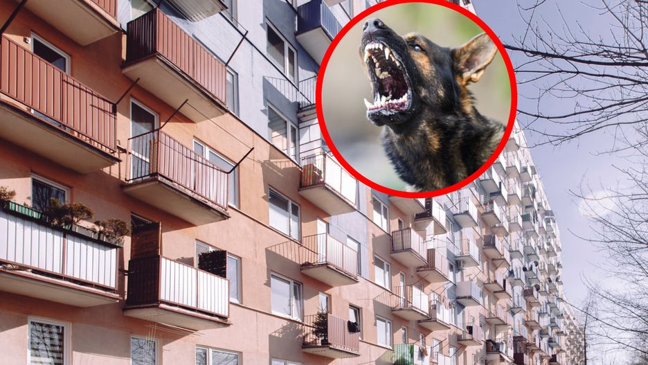 Mieszkańców bloków czasem irytują szczekające całymi dniami psy