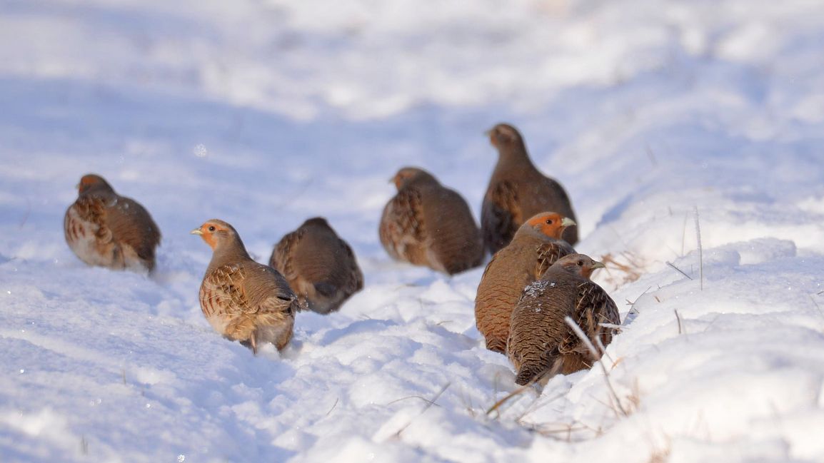 Kuropatwy w Czarnobylu 