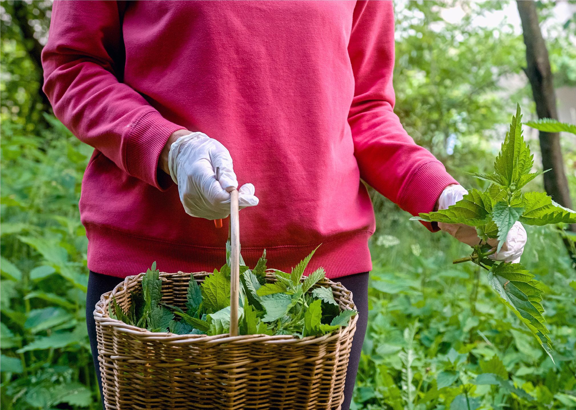 Mature woman holding a basket of harvested stinging nettle
Mature woman standing in a grove and holding a wicker basket full of harvested stinging nettle plants
24K-Production