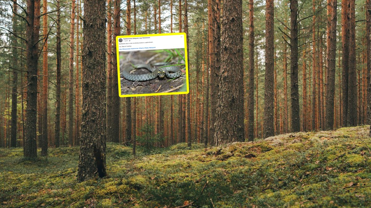 Zaskroniec napotkany w Nadleśnictwie Baligród.